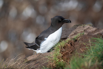 Razorbill (Alca Torda) perched on the rocks in Scotland