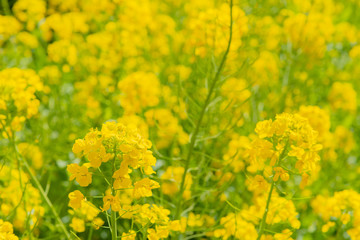 Obraz premium 菜の花畑 春イメージ