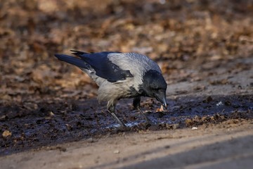 The hooded crow (Corvus cornix)