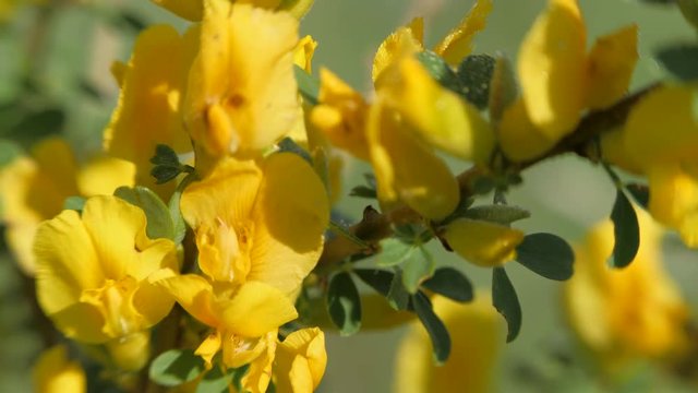Yellow broom flowers. Flower cytisus lotoides Pourr closeup.