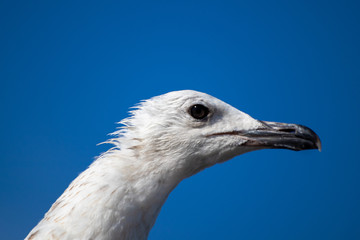 Seagull standing on a stone on shore of black sea