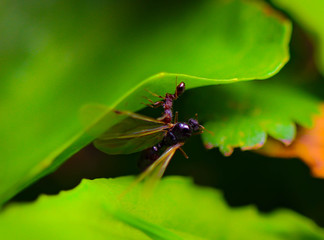 ant on leaf