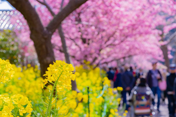 静岡県賀茂郡河津町　河津桜　河津桜まつり