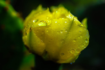 raindrops on a yellow flower