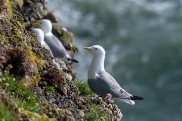 Kittiwake (Rissa tridactyla) on the cliffs of the Isle of May