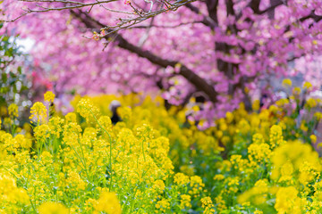 静岡県賀茂郡河津町　河津桜　河津桜まつり