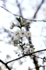 blooming cherries