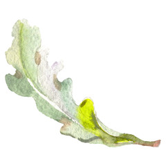 Forest acorn green leaf. Watercolor background illustration set. Isolated oak illustration element.