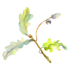 Forest acorn green leaf and nut. Watercolor background illustration set. Isolated oak illustration element.