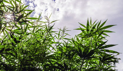 Obraz na płótnie Canvas The sun shines through the flowering cannabis plants against the sky with clouds.