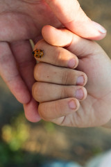 Child hand finger with lady bug crawling on it. People.