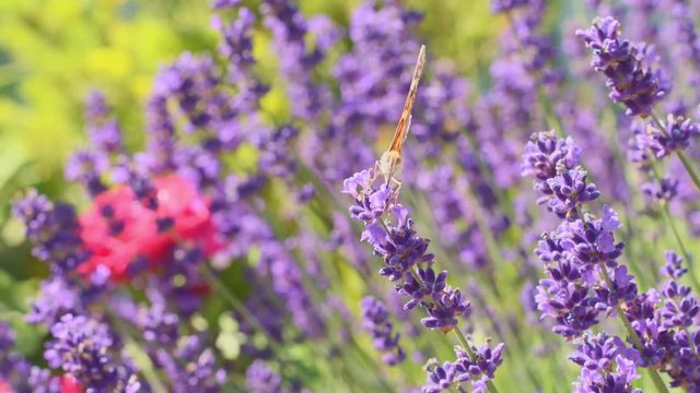 Orange butterfly (Vanessa Cardui) and bee on the lavender flower. Purple aromathic blossom with insect animals. Summer weather, vibrant colors. Ecology garden concept.