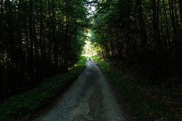 Fototapeta premium Walkway Lane Path With Green Trees in Forest. Beautiful Alley In Park. Pathway Way Through Dark Forest