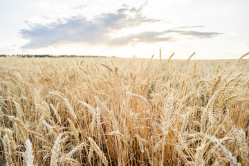 Wheat Field Ears Golden Wheat. Rich harvest Concept.