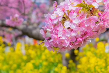 静岡県賀茂郡河津町　河津桜　河津桜まつり