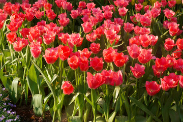 The beautiful blooming tulips in garden.tulips flower close up under natural lighting outdoor