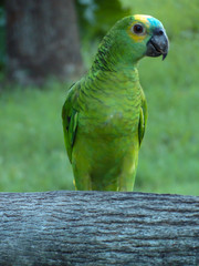Green parrot on a branch