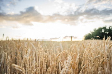 Wheat Field Ears Golden Wheat. Rich harvest Concept.