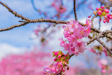 Obraz premium 静岡県賀茂郡河津町 河津桜 河津桜まつり