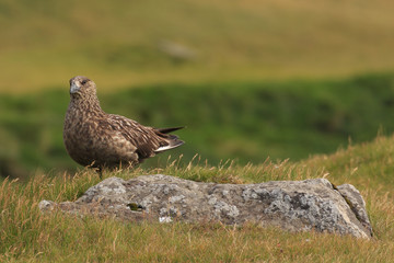 Vogel auf Stein in Island