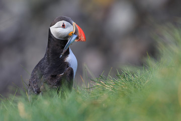 Papageintaucher mit Fisch im Schnabel in Island