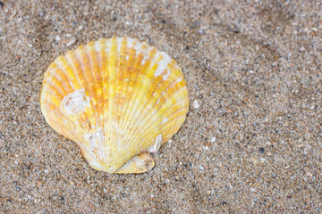 Sea shell in the sand. View from above.