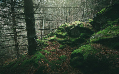 pine tree in green natural forest with moss on rocks