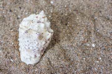 Sea shell in the sand. View from above.
