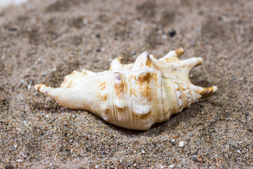 Sea shell in the sand. View from above.