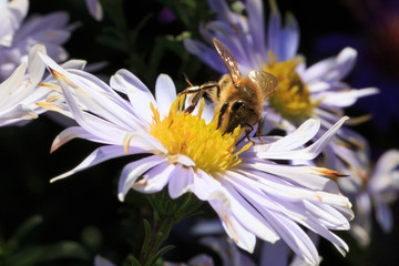 Biene auf weißer Blume mit gelbem Zentrum