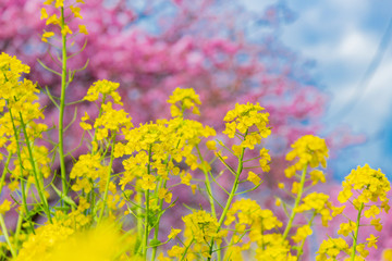 静岡県賀茂郡河津町　河津桜　河津桜まつり