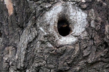 Obraz premium close-up of Trunk scar