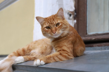Fototapeta na wymiar Portrait of an orange or ginger cat sitting on windowsill at the street