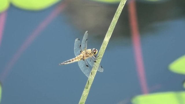 libellula