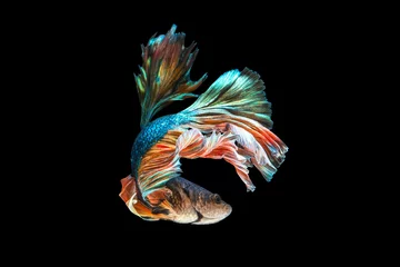 Selbstklebende Fototapeten The moving moment beautiful of green siamese betta fish or fancy betta splendens fighting fish in thailand on black background. Thailand called Pla-kad or half moon biting fish. © Soonthorn