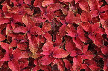 Bright red leaves of perennial plant coleus, plectranthus scutellarioides. Decorative red velvet coleus fairway plants.