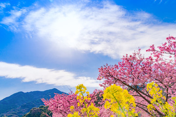 静岡県賀茂郡河津町　河津桜　河津桜まつり