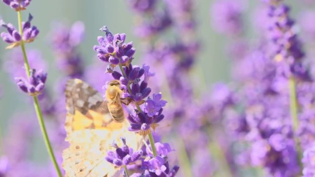 Orange butterfly (Vanessa Cardui) and bee on the lavender flower. Purple aromathic blossom with insect animals. Summer weather, vibrant colors. Ecology garden concept.