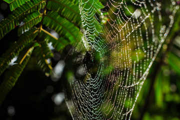 Spider vein background in the morning natural garden in Phuket Thailand