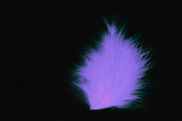 Beautiful abstract close up color purple and pink feathers on the black isolated paper background and wallpaper