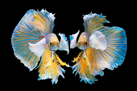 The moving moment beautiful of yellow siamese betta fish or fancy dumbo betta splendens fighting fish in thailand on black background. Thailand called Pla-kad or big ear biting fish.
