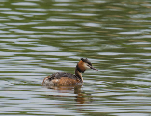 close up great crested grebe, Podiceps cristatus swimming on clear green lake, copy space.