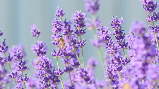 Orange butterfly (Vanessa Cardui) and bee on the lavender flower. Purple aromathic blossom with insect animals. Summer weather, vibrant colors. Ecology garden concept.