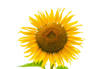 one isolated sunflower on white background close up