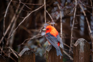 Scarlet Tanager bird perched, soft de-focused background 