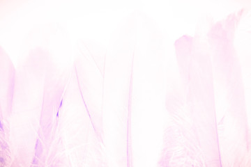 Beautiful abstract close up color white purple and pink feathers background and wallpaper