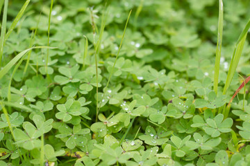Lots of four-leaf clovers