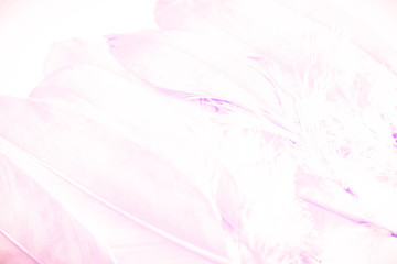 Beautiful abstract close up color white purple and pink feathers background and wallpaper