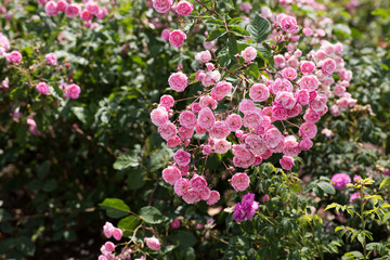 Üppige Rosa Röschen Zweig Garten Rosen