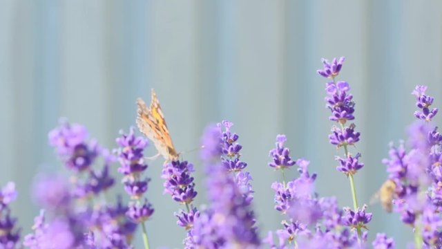 Orange butterfly (Vanessa Cardui) and bee on the lavender flower. Purple aromathic blossom with insect animals. Summer weather, vibrant colors. Ecology garden concept.